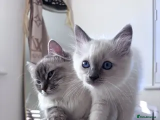 Ragdoll cats Beautiful boy ragdoll for sale - Advert 2