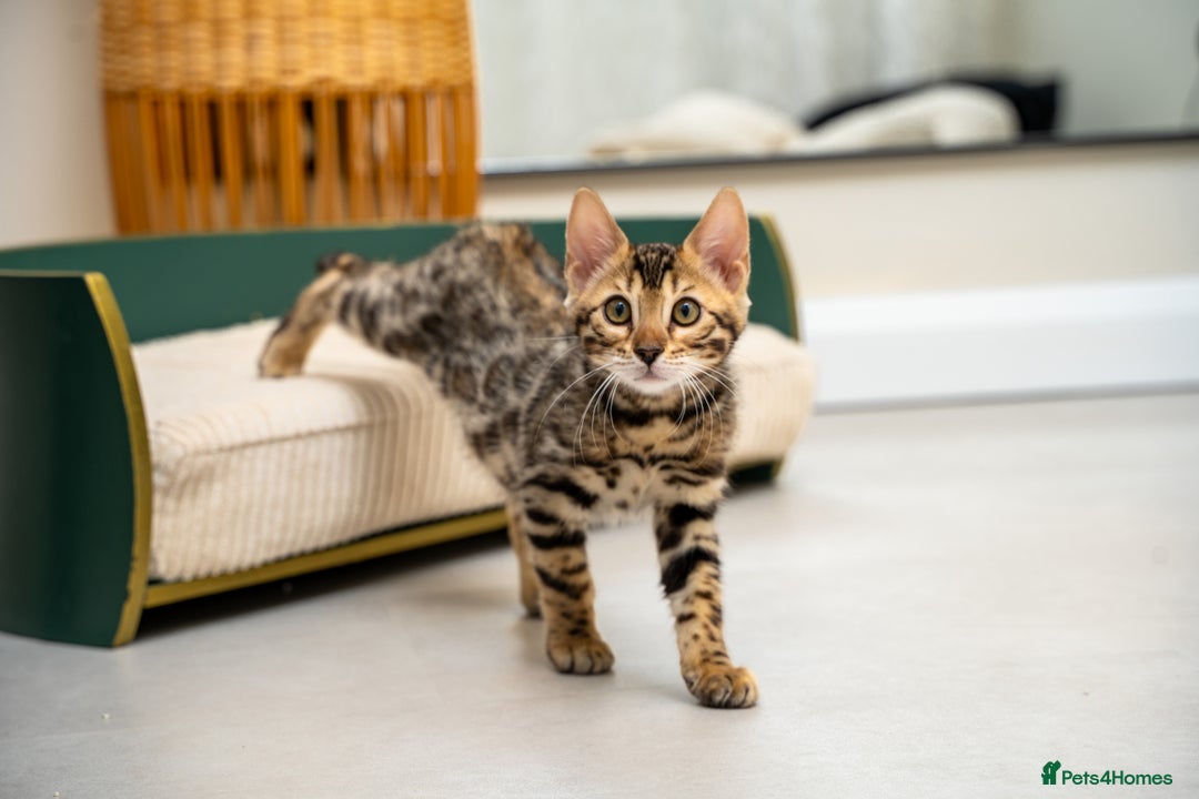 Bengal cats for sale: Top quality Bengal Girl- TICA reg.- AVAILABLE NOW - Advert 9