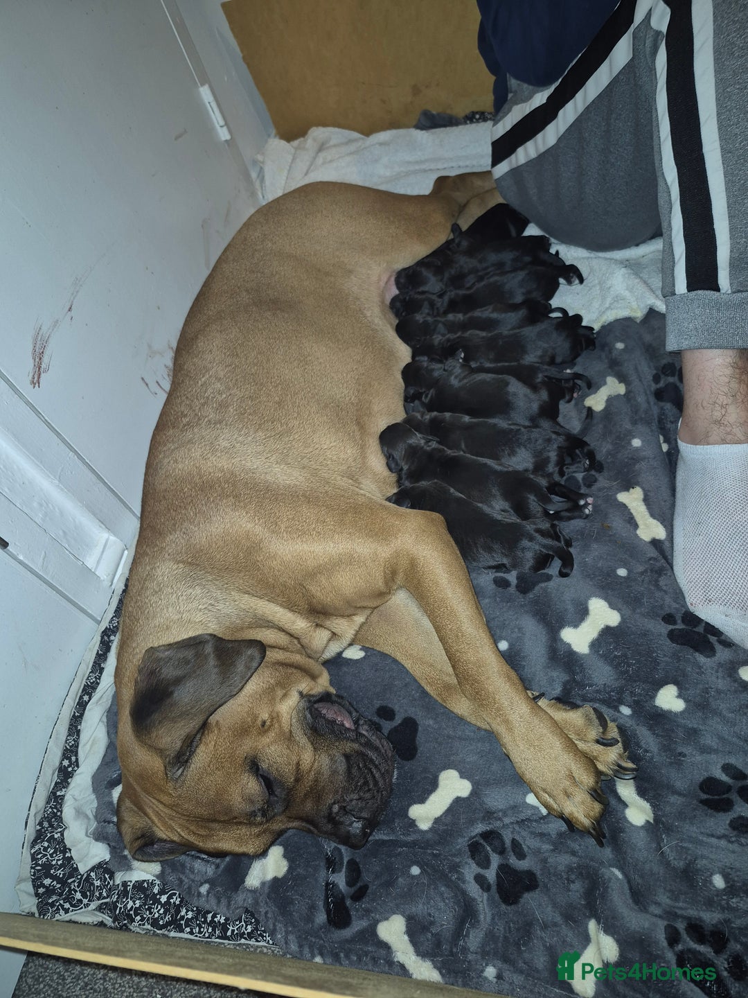 Mixed Breed dogs for sale: Bullmastiff x Springer Spaniel Puppies - Advert 5