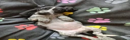 Mixed Breed dogs for sale: KC Basset Hound x KC German Shorthaired Pointer  - Advert 29