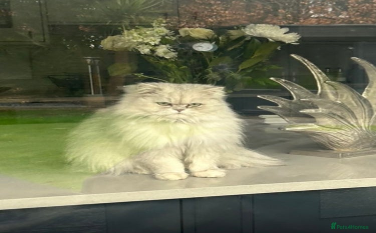 Persian cats - Advert 16