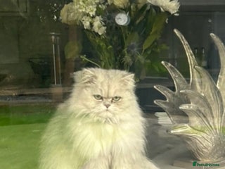 Persian cats - Advert 1