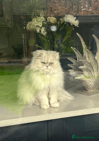 Persian cats - Advert 1