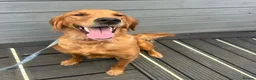 Golden Mountain Dog dogs for sale: Golden retriever x Bernese mountain dogd - Advert 3