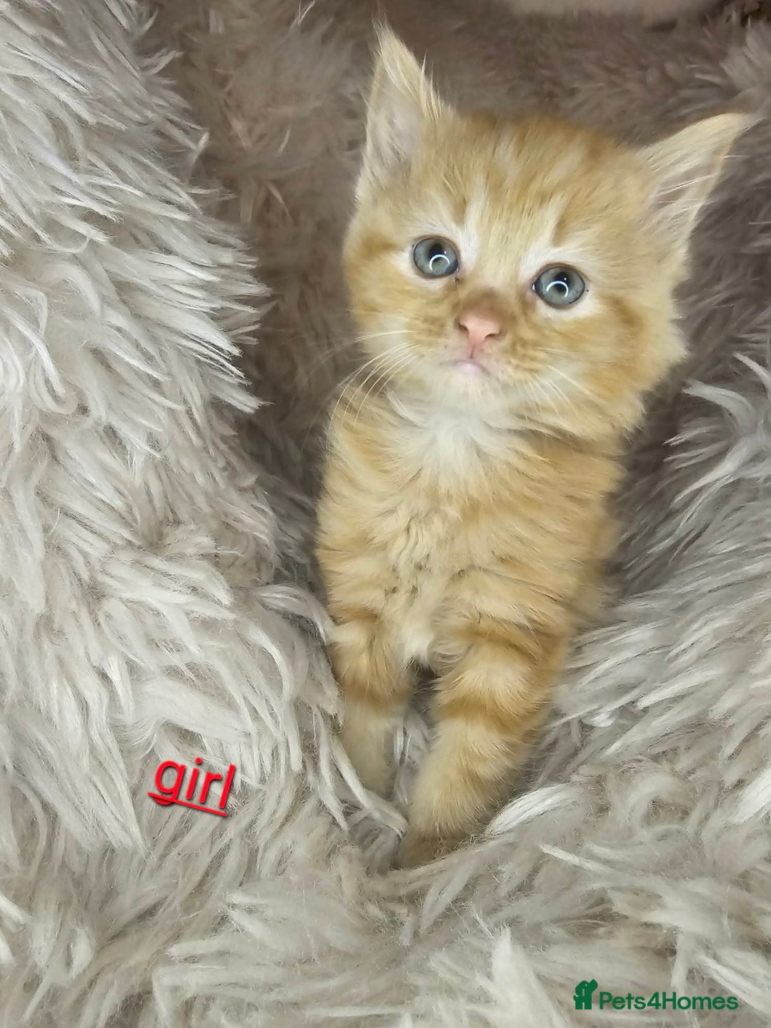 Mixed Breed cats for sale: 5 very beautiful kittens  - Advert 6