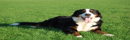 Bernese Mountain Dog dogs for sale: Beautiful pups from fully health tested patents - Advert 10