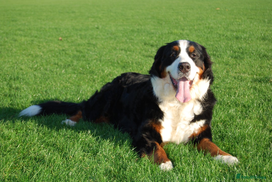 Bernese Mountain Dog dogs for sale: Beautiful pups from fully health tested patents - Image 8