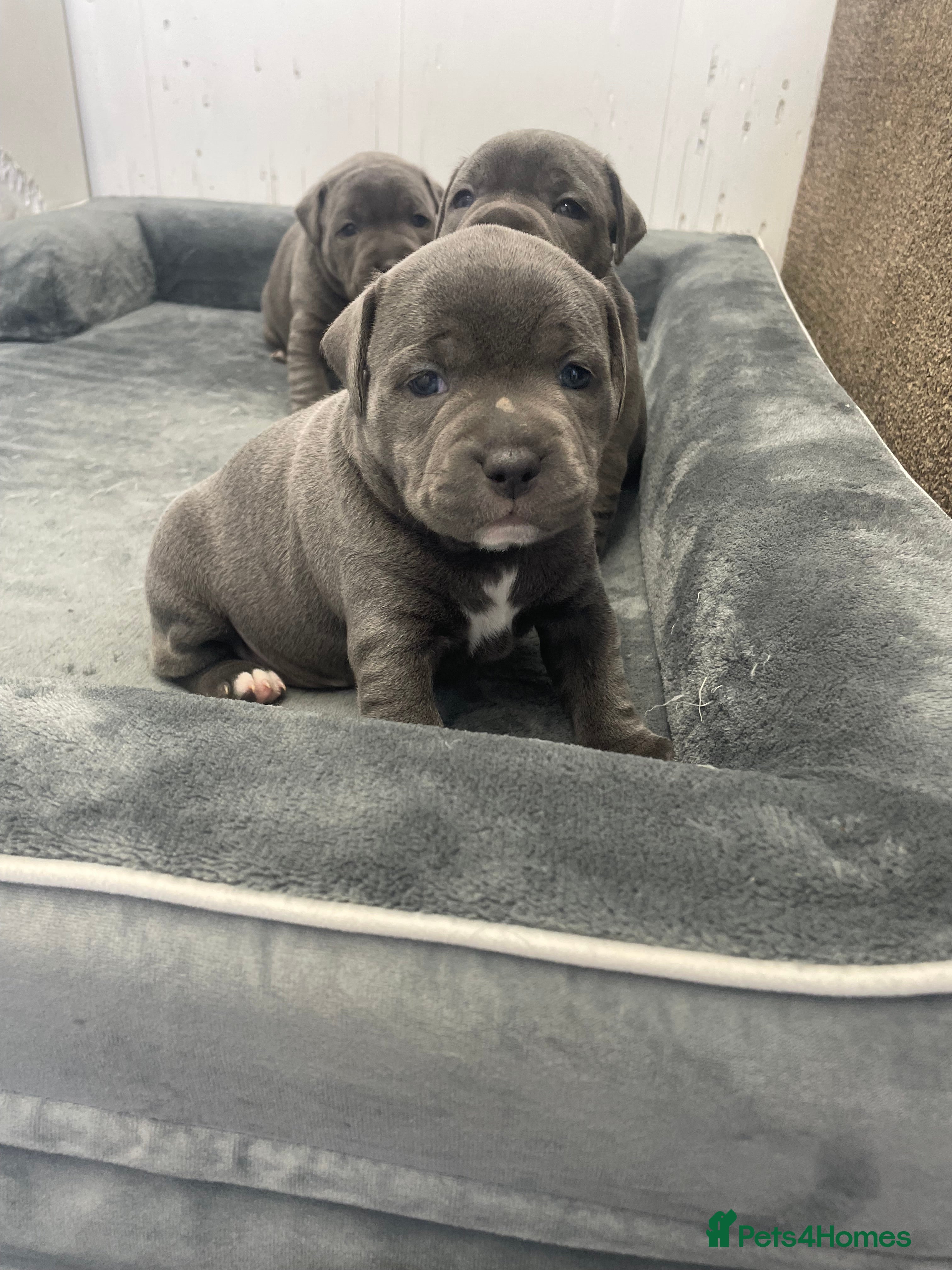 Staffordshire Bull Terrier dogs Blue Staffordshire Bull Terriers K.C Registered - Advert 2