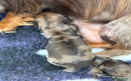 Miniature Dachshund dogs for sale: Beautiful long haired dapple girl  - Image 10