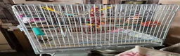 Conures birds for sale: 9 month old hand tame conure - Advert 3
