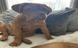 Dogue De Bordeaux dogs for sale: Male and female dogue de bordeaux puppies  - Advert 15