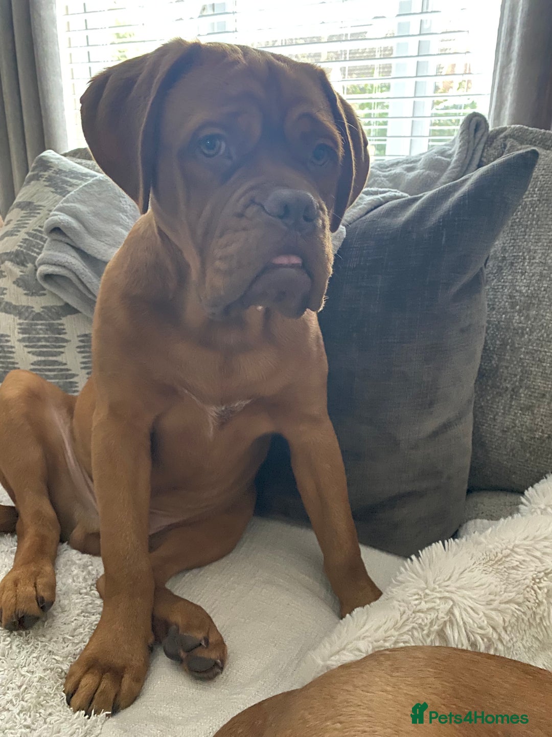 Dogue De Bordeaux dogs for sale: Male and female dogue de bordeaux puppies  - Advert 15