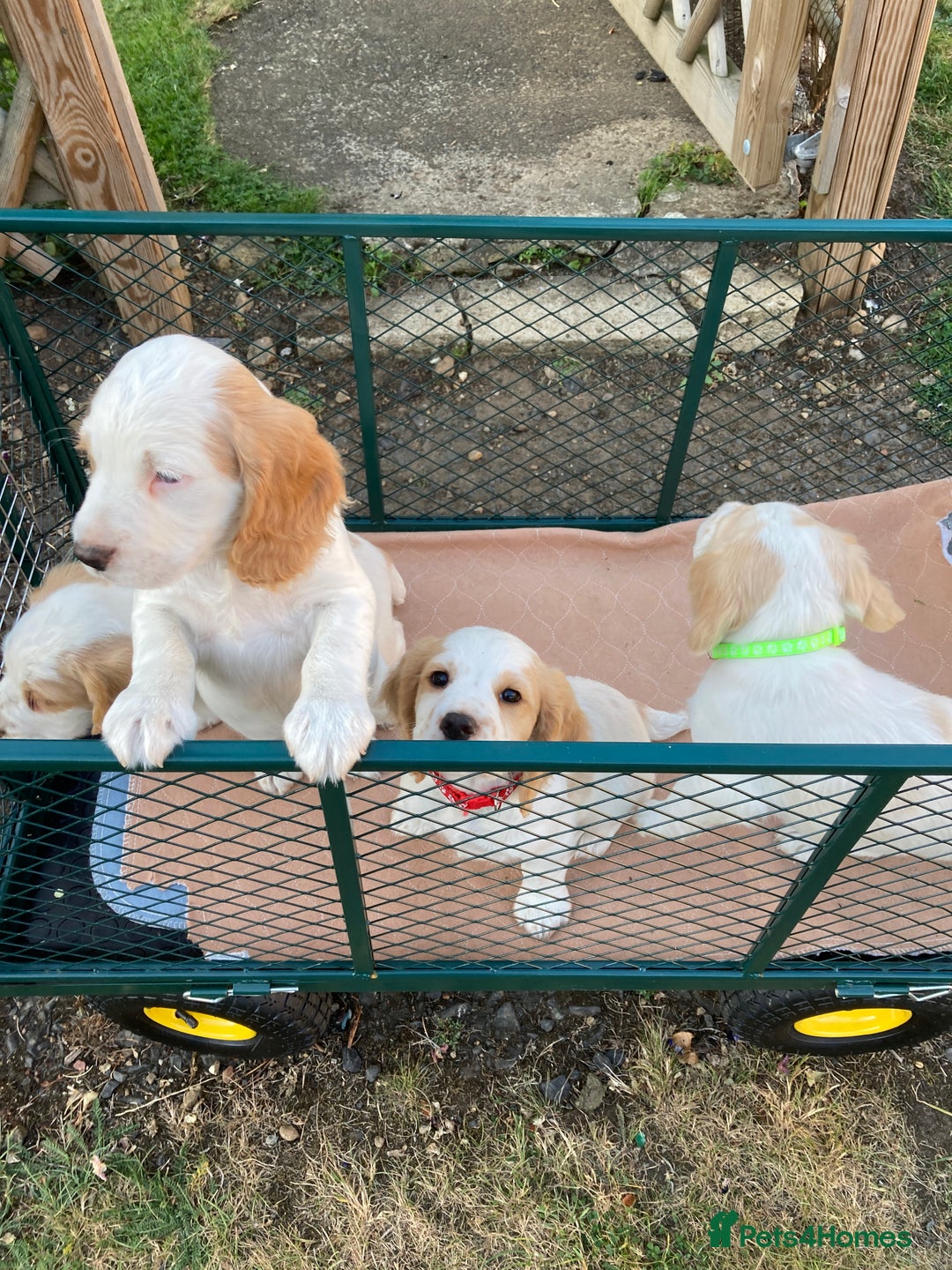 Cocker Spaniel dogs for sale: Cocker Spaniels, working type, KC reg, DNA clear - Image 12