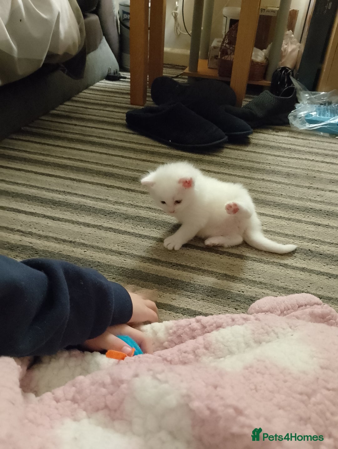 Mixed Breed cats for sale: Late Advertisment  - Advert 9