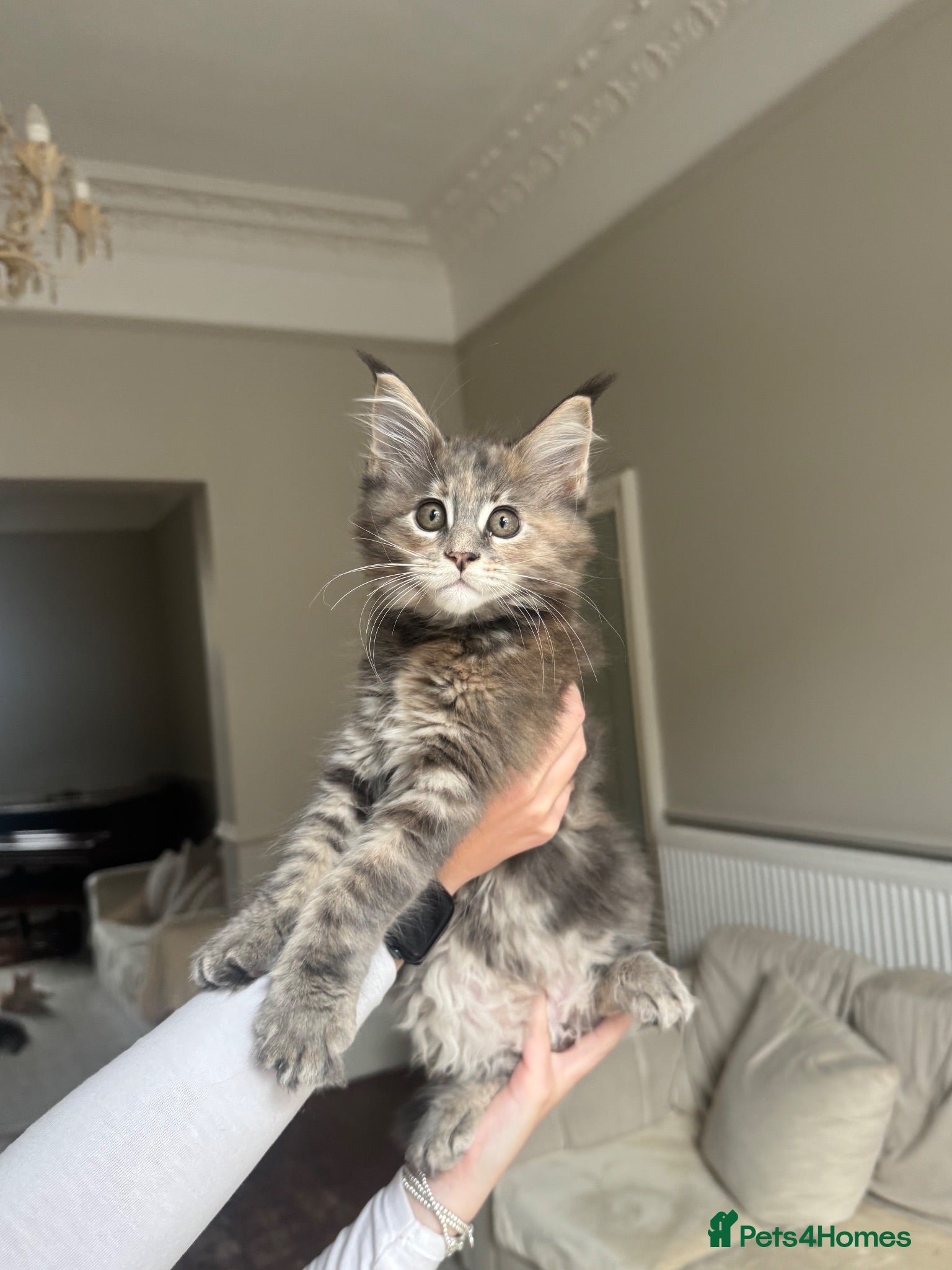 Maine Coon cats     ✨TICA Maine Coon Kittens | Licensed Breeder✨ - Advert 1
