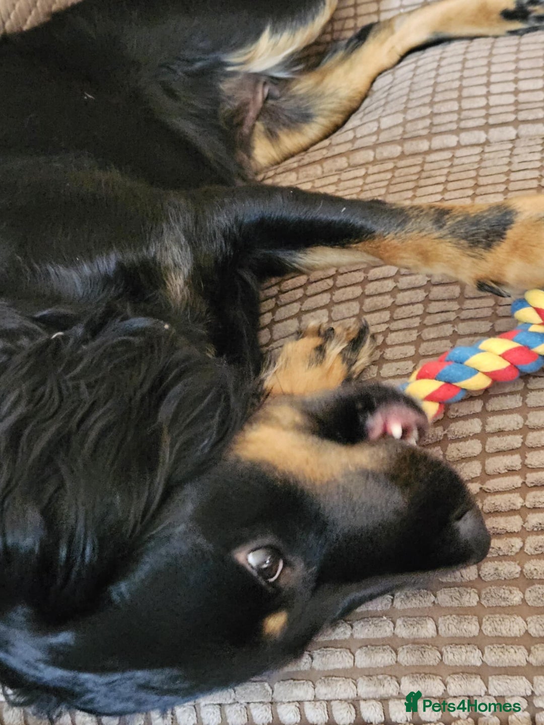 Mixed Breed dogs for sale: Puppies for sale spaniel x bully - Image 9