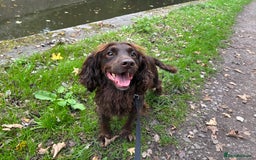 English Springer Spaniel dogs for stud: 4year old male springer for stud! - Image 1