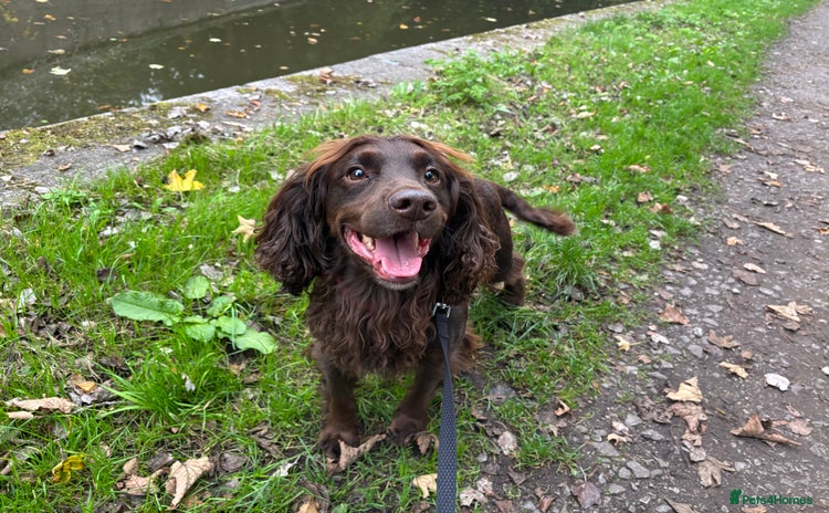English Springer Spaniel dogs - Advert 2