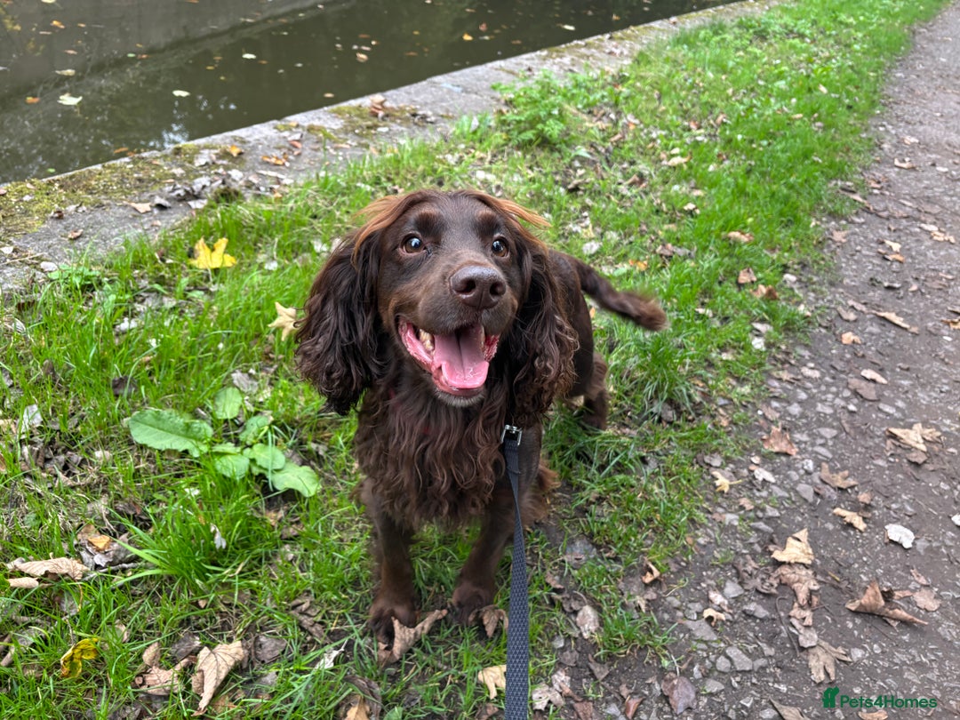 English Springer Spaniel dogs for stud: 4year old male springer for stud! - Image 1