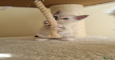 Ragdoll cats - Advert 16