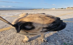 Pug dogs for sale: Lollita - Image 8