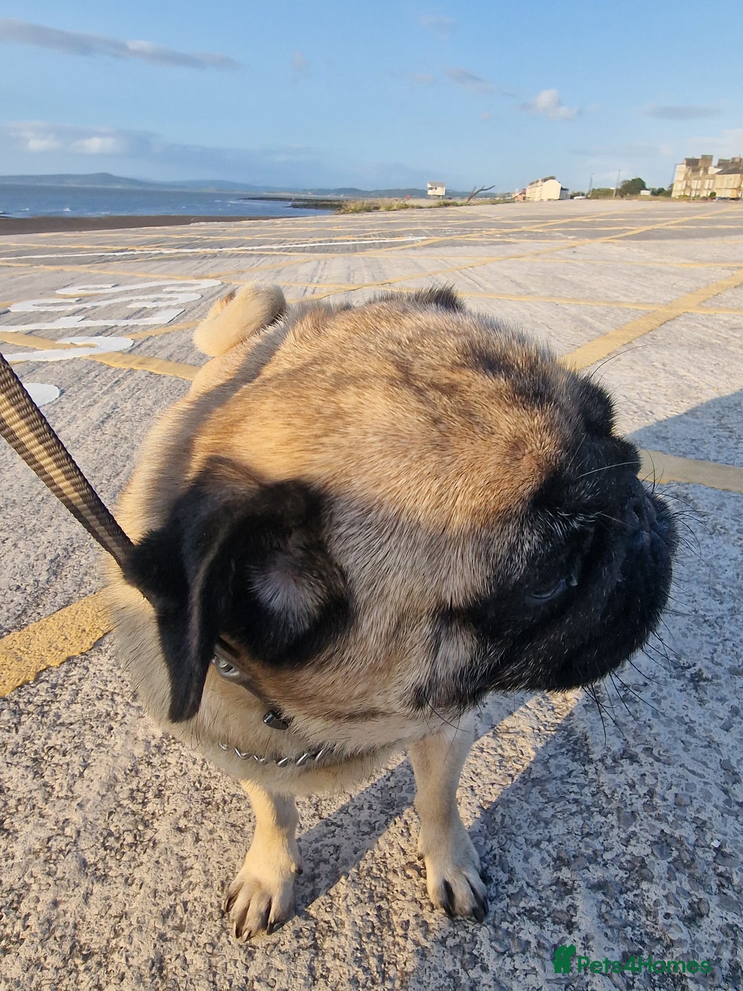 Pug dogs for sale: Lollita - Image 8