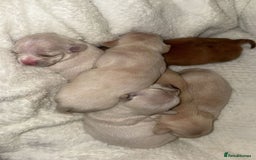 Chiweenie dogs for sale: chiweenie (dachshund x chihuahua) puppies - Image 21
