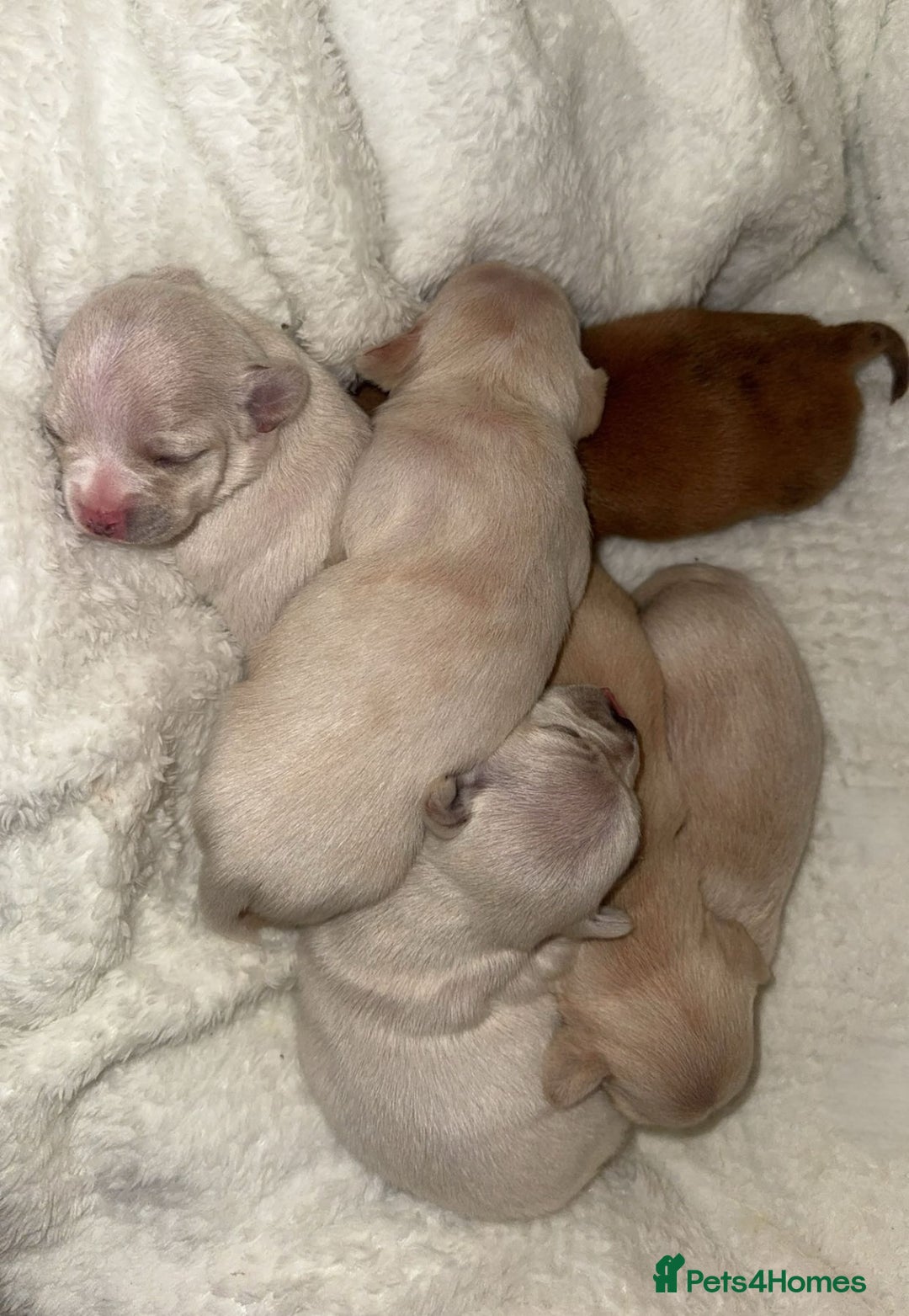 Chiweenie dogs for sale: chiweenie (dachshund x chihuahua) puppies - Image 21