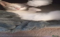 Mixed Breed cats for sale: Female kitten - Image 6