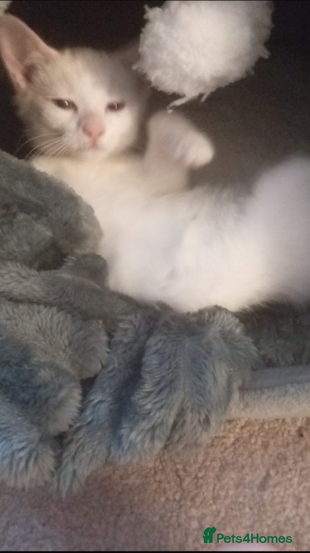 Mixed Breed cats for sale: Female kitten - Image 6
