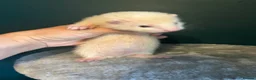 Ferret rodents for sale: Silver & Sable Kits Available Now  - Advert 3