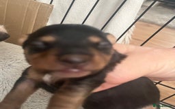 Mixed Breed dogs for sale: Jackawawa puppies 🐾💙1 boy left 💙🐾 - Image 8