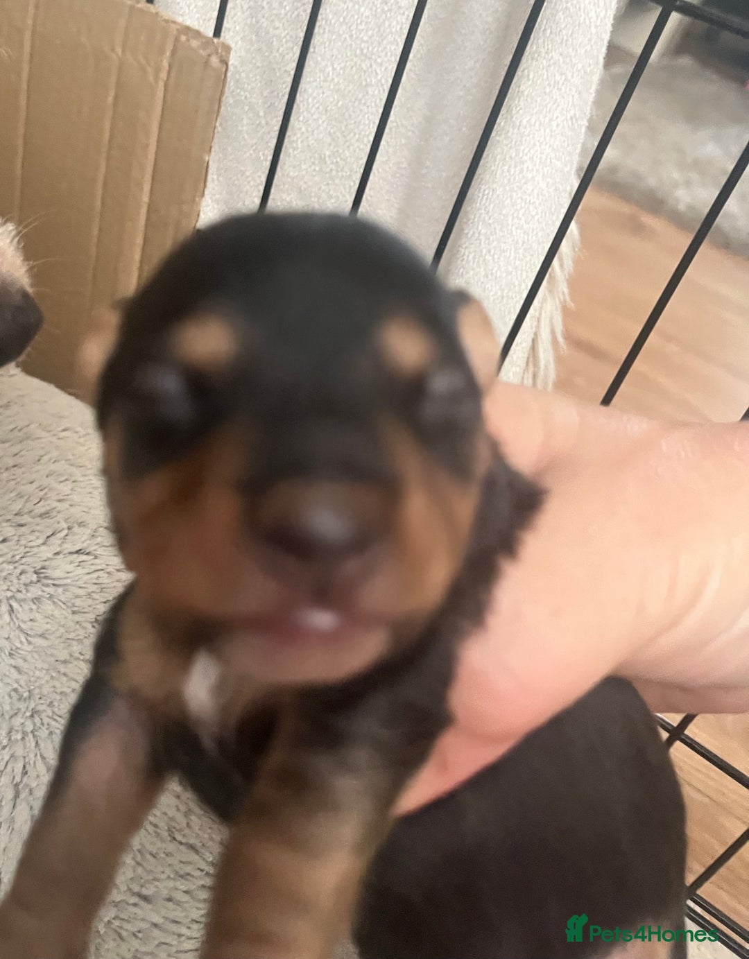 Mixed Breed dogs for sale: Jackawawa puppies 🐾💙1 boy left 💙🐾 - Image 8