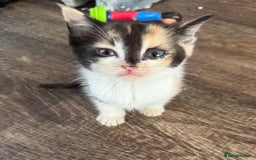 Sphynx cats for sale: Sphynx x American shorthair  - Image 1