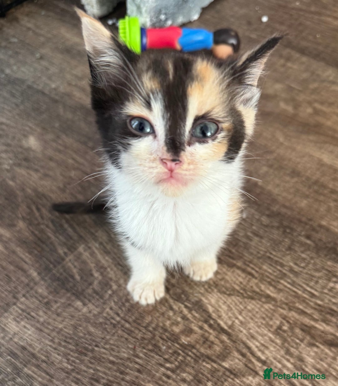 Sphynx cats for sale: Sphynx x American shorthair  - Image 1