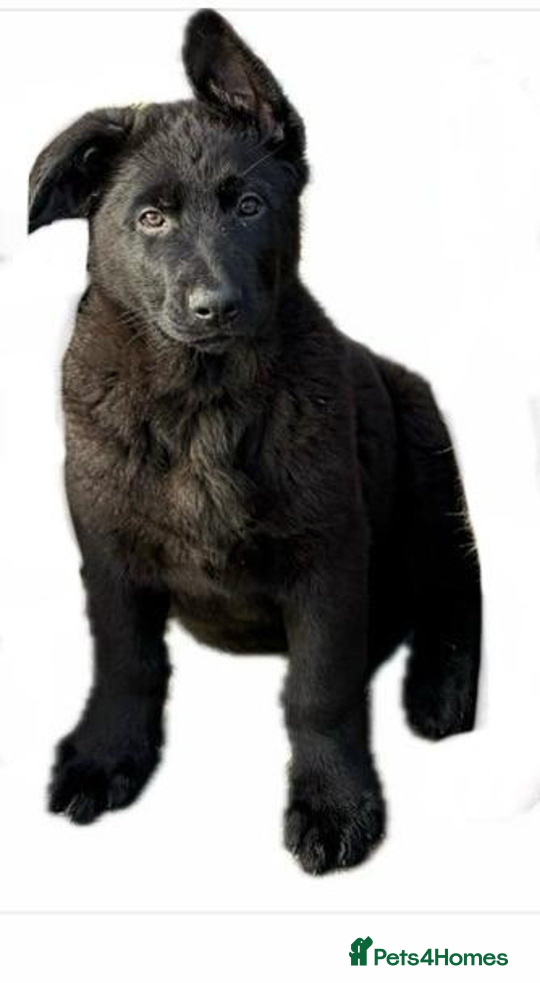 German Shepherd dogs for sale: German Shepherd  - Advert 3