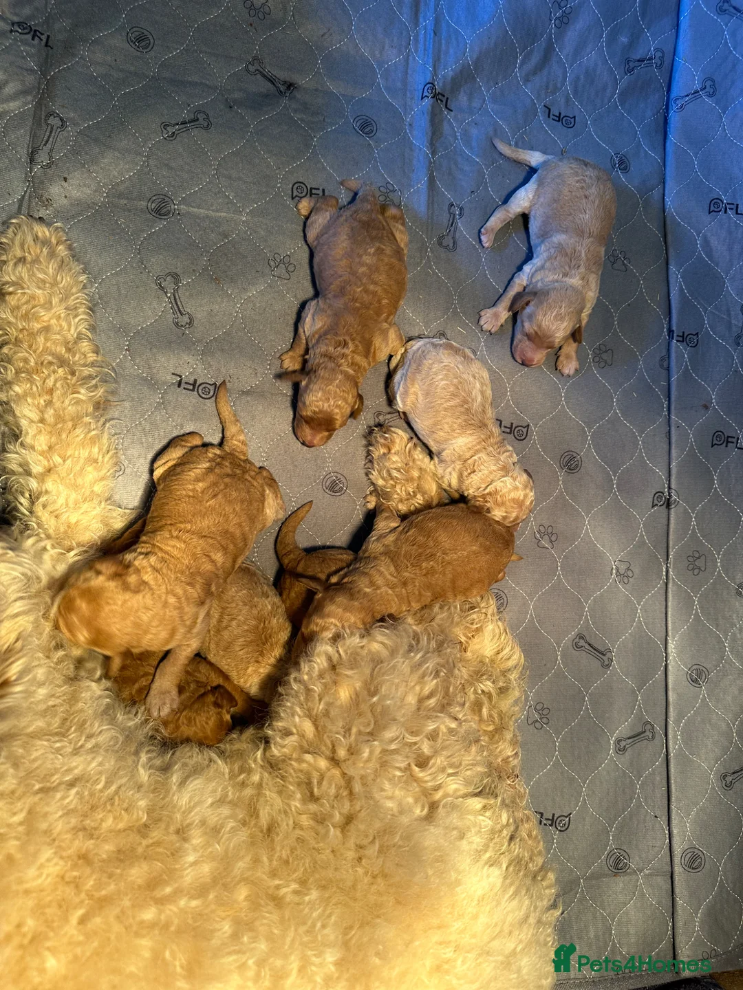 Labradoodle dogs for sale: F1BB MINIATURE Labradoodles  - Advert 7