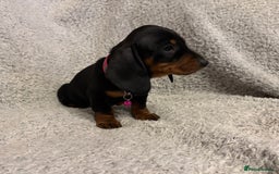 Miniature Dachshund dogs for sale: Miniature dachshund  - Image 11
