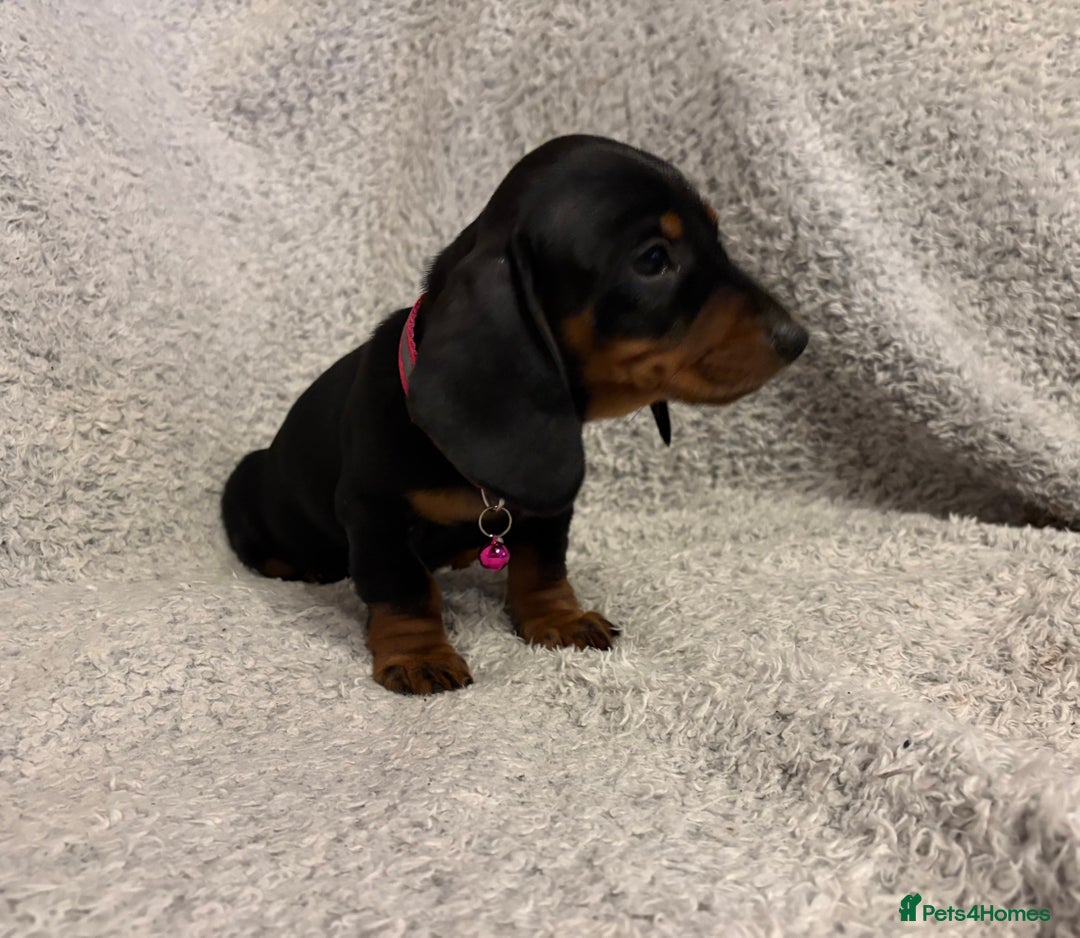 Miniature Dachshund dogs for sale: Miniature dachshund  - Image 11