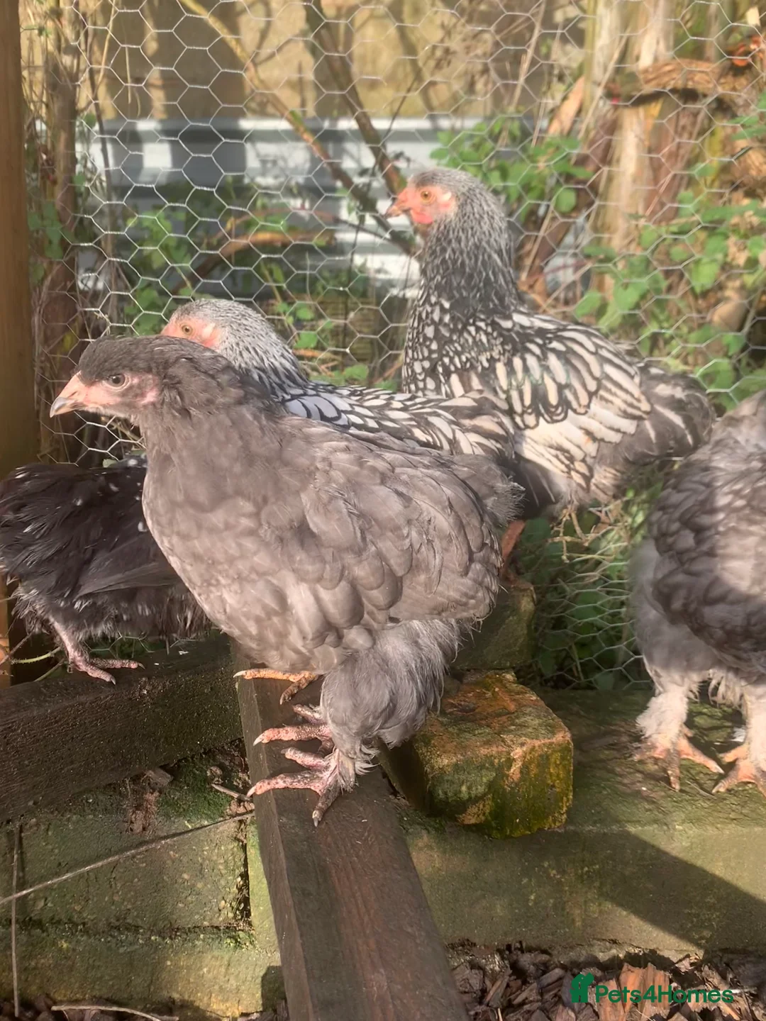 Chickens poultry for sale: Hens  - Advert 3