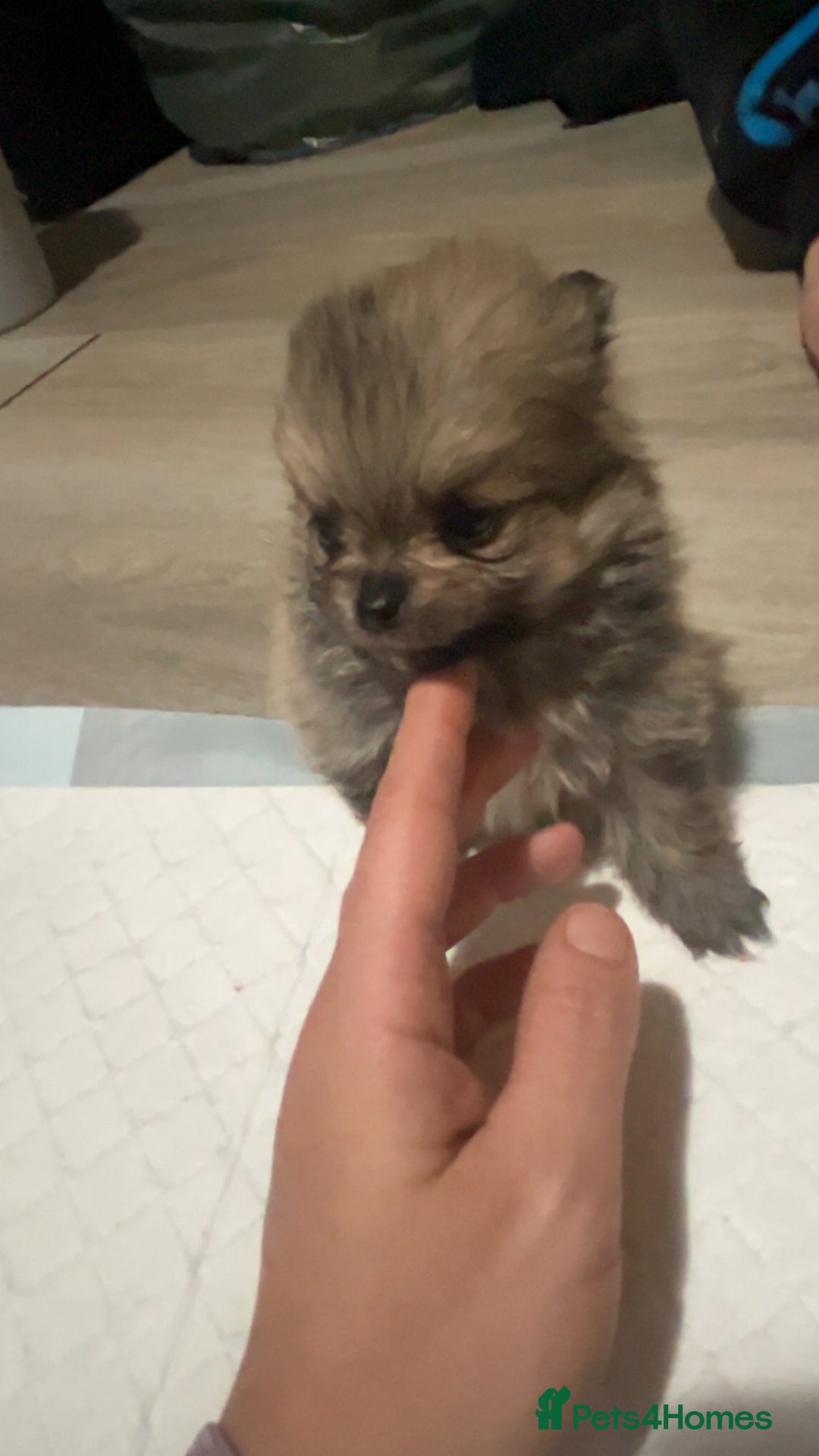 Pomeranian dogs for sale: Pomeranian puppies - Image 10