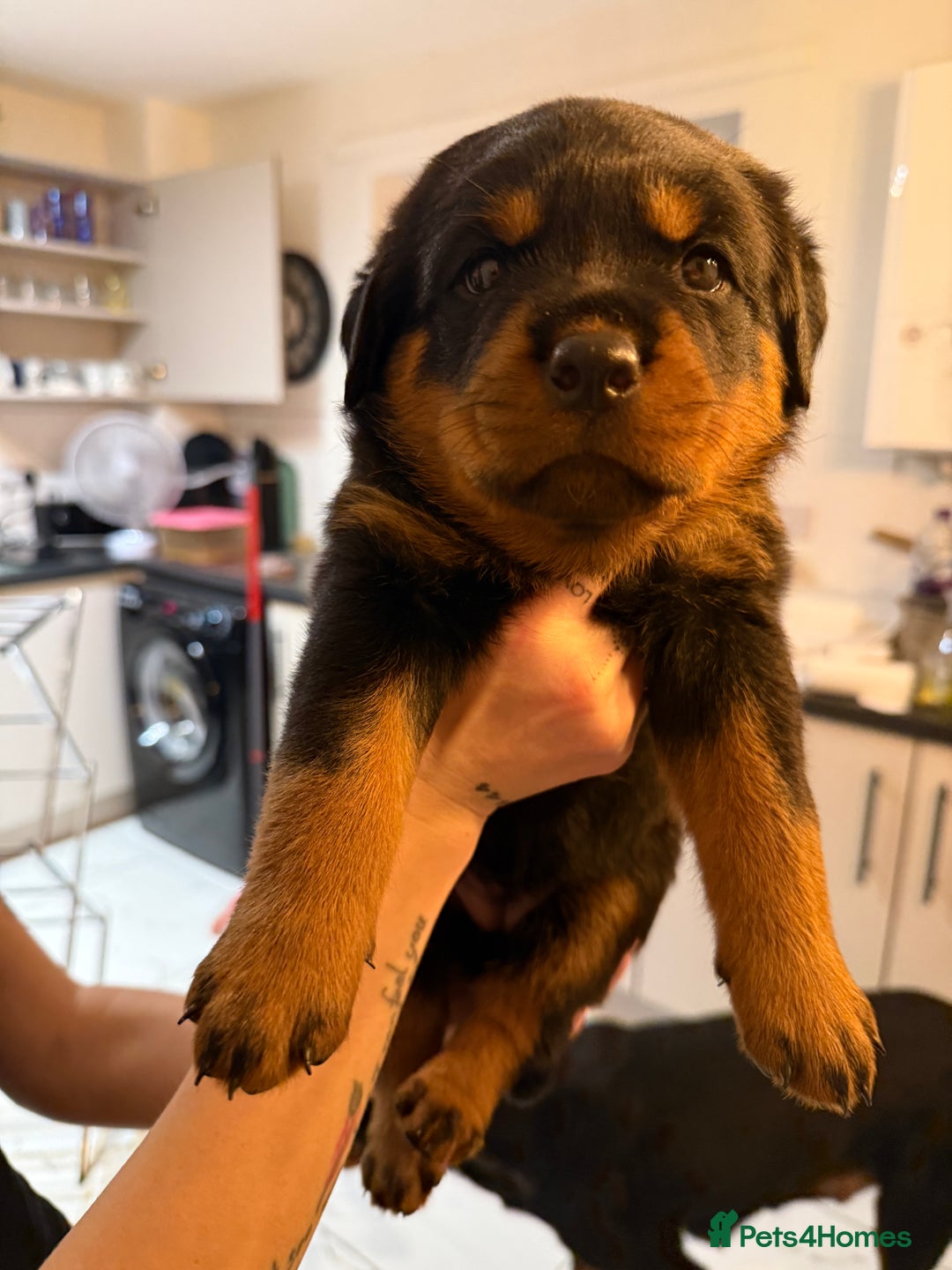 Rottweiler dogs for sale: The Warren litter! - Advert 11