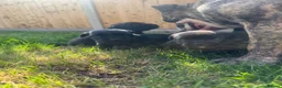 Mixed Breed dogs for sale: LAST PUP AVAILABLE  - Advert 8