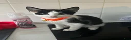Mixed Breed cats for sale: Tuxedo kitten  - Advert 4