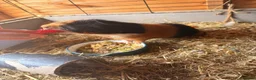 Guinea Pig rodents for sale: Guinea pigs  - Advert 3