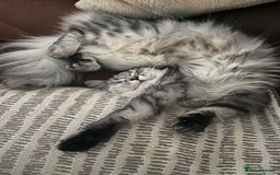 Ragdoll cats for sale: Adorable Ragdoll x Chinchilla Tabby - Image 22