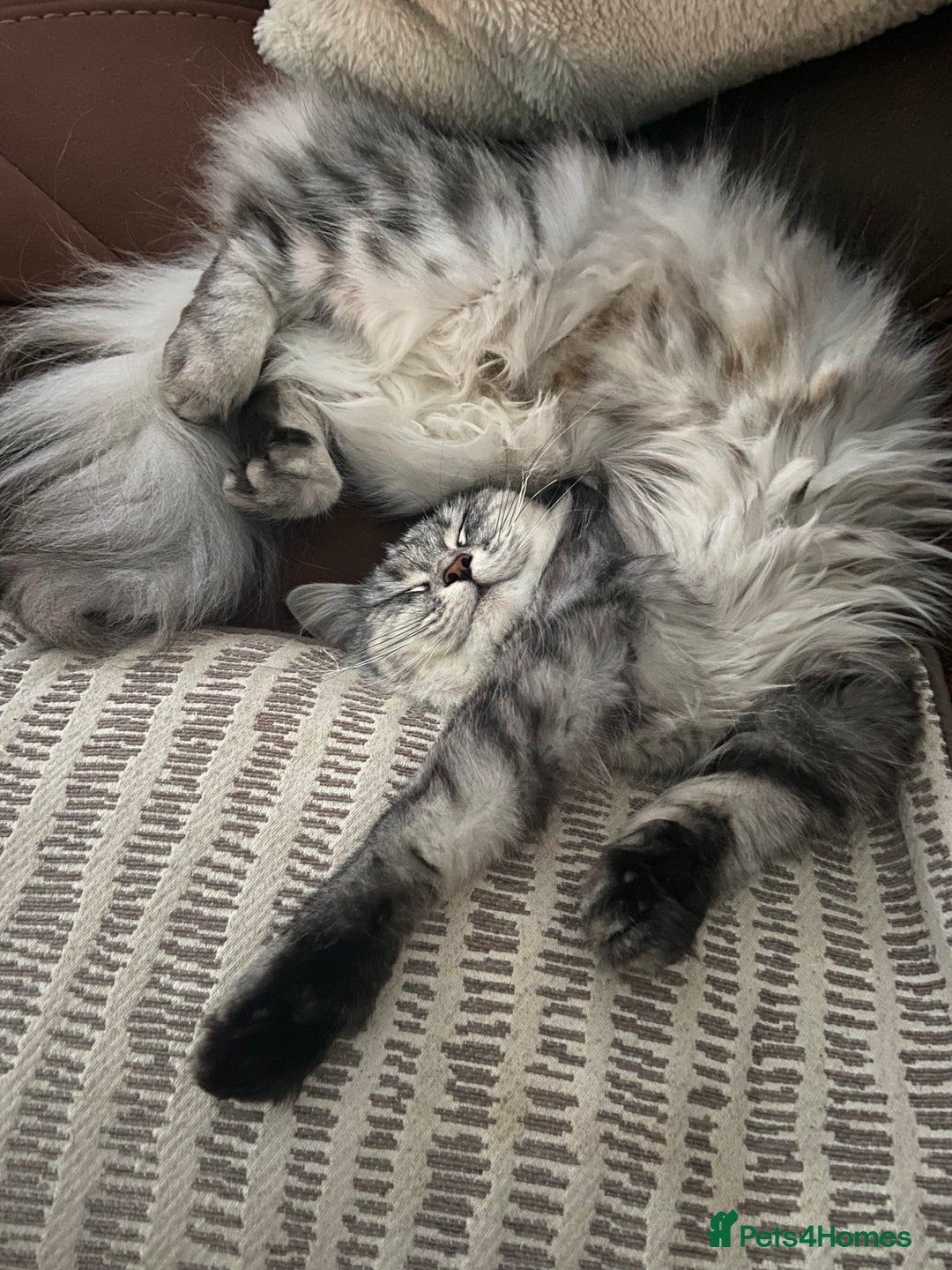 Ragdoll cats for sale: Adorable Ragdoll x Chinchilla Tabby - Image 22