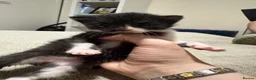 Domestic Shorthair cats for sale: Cat litter  in Chesterfield - Advert 6
