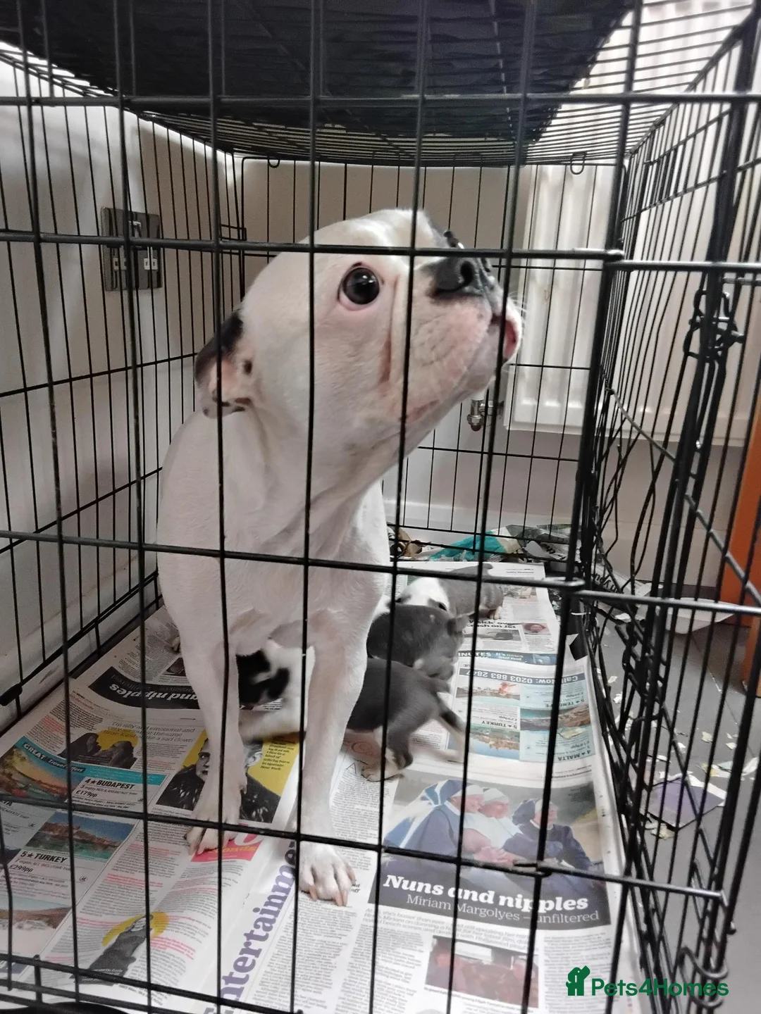 Boston Terrier dogs for sale: 6 beautiful Boston  - Advert 1