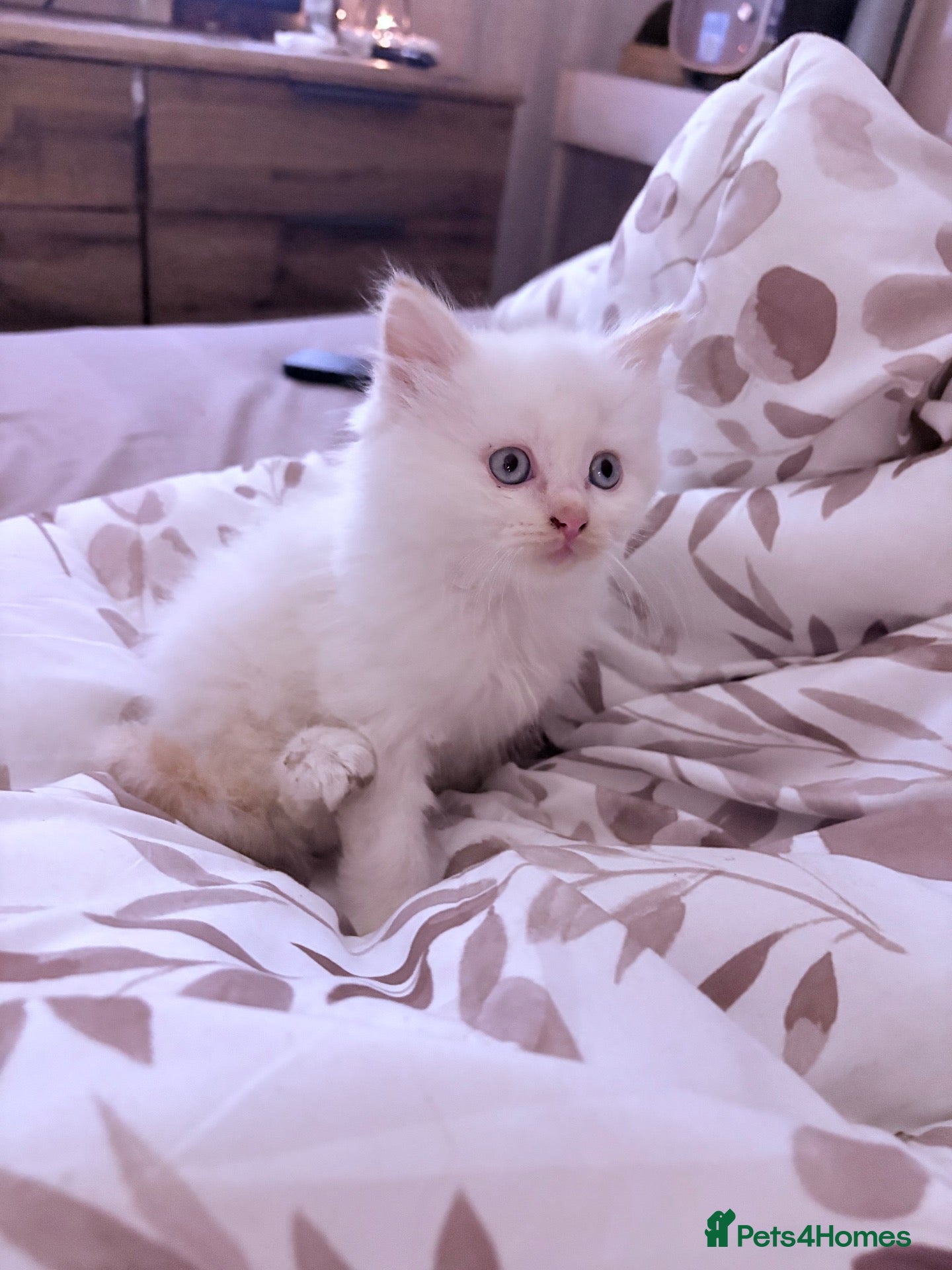 Ragdoll cats Male flamepoint ragdoll  - Advert 1